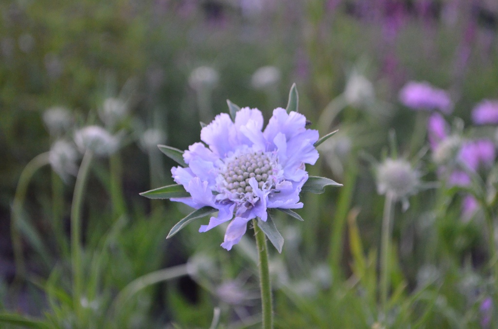 Scabiosa caucasica 'Perfecta' (Bio)