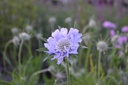 Scabiosa caucasica 'Perfecta'