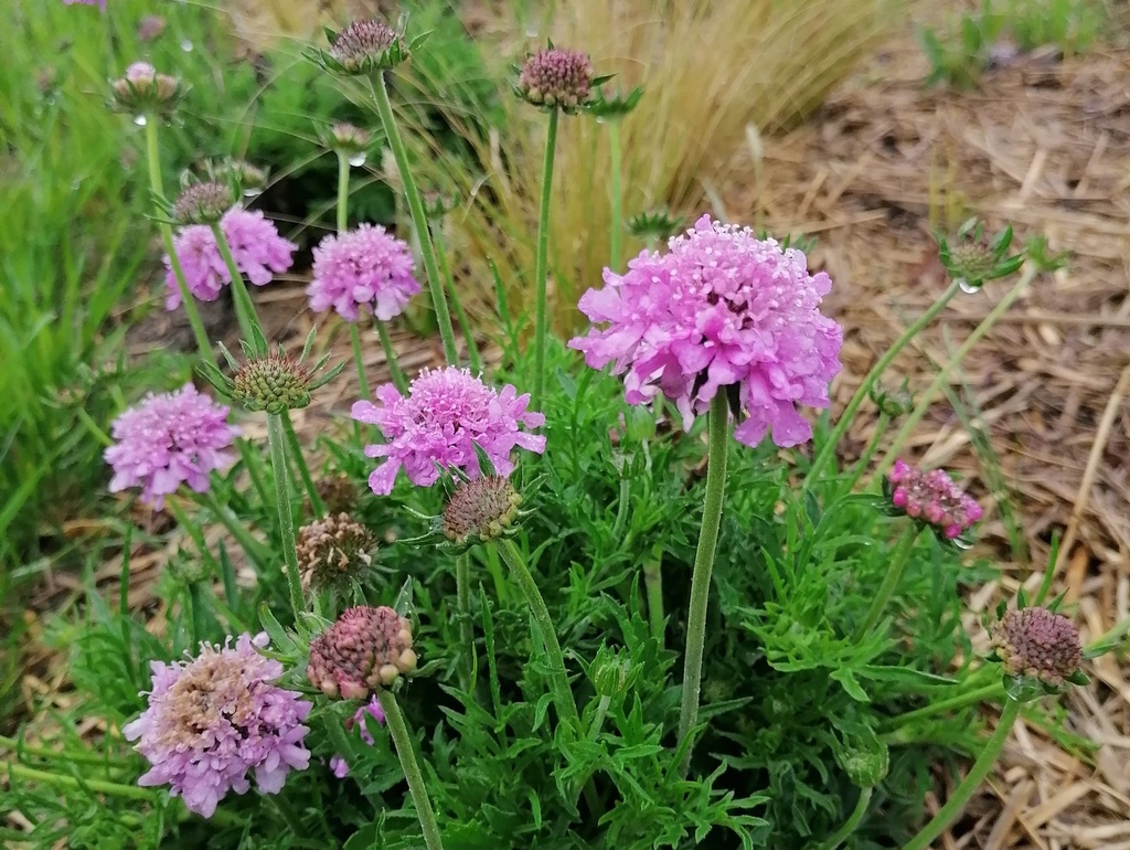 Scabiosa columbaria 'Pink Mist' (Bio)