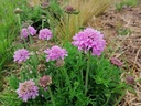 Scabiosa columbaria 'Pink Mist'