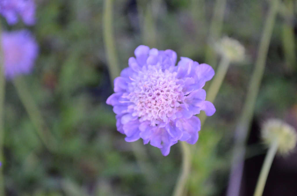 Scabiosa japonica var. alpina 'Ritz Blau' (Bio)
