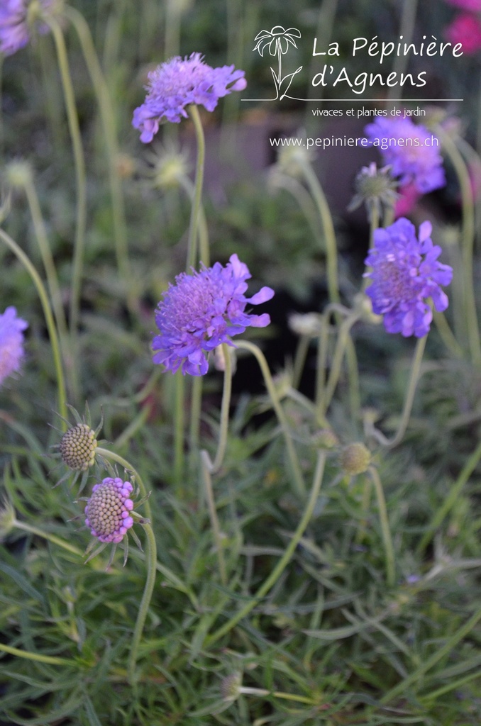 Scabiosa japonica var. alpina 'Ritz Blau'