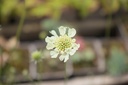 Scabiosa ochroleuca 'Moon Dance'
