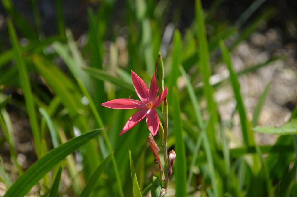 Schizostylis coccinea