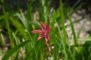Schizostylis coccinea