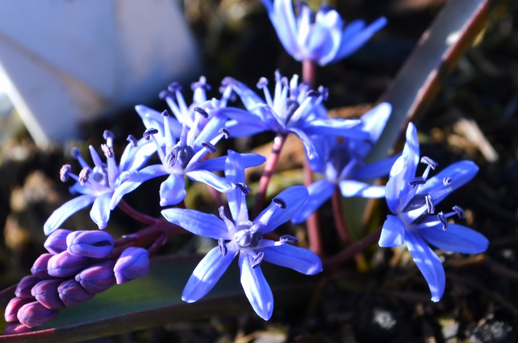 Scilla bifolia (Bio)