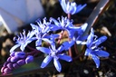 Scilla bifolia