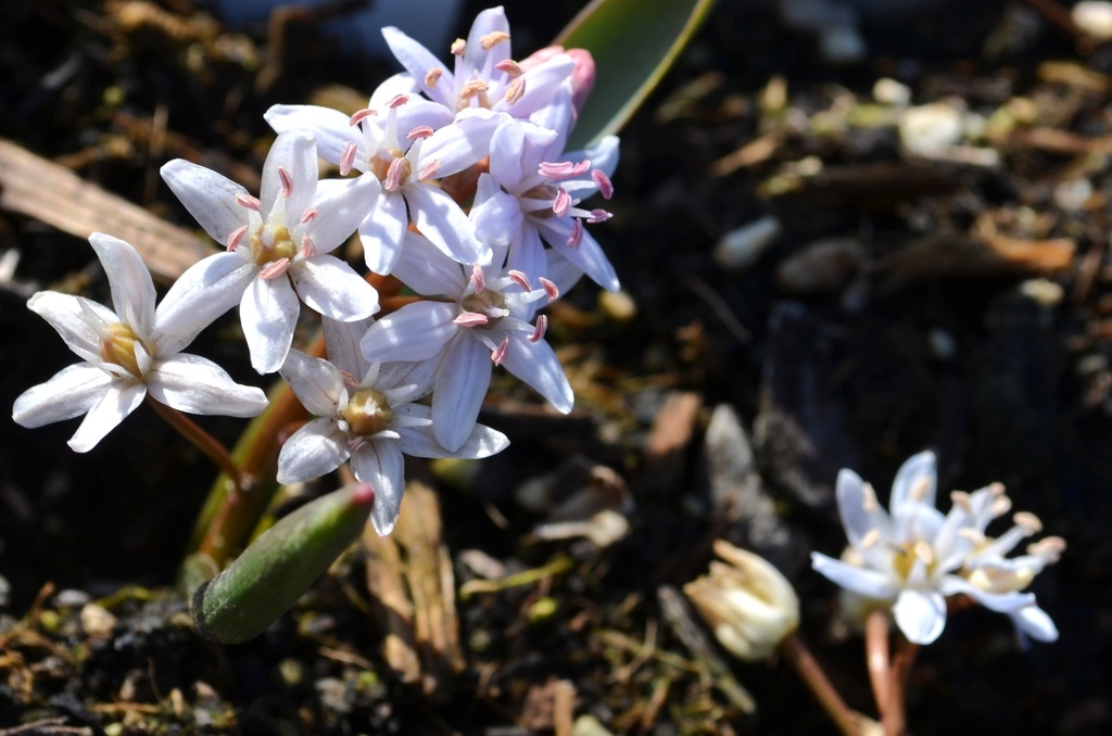Scilla bifolia 'Rosea' (Bio)