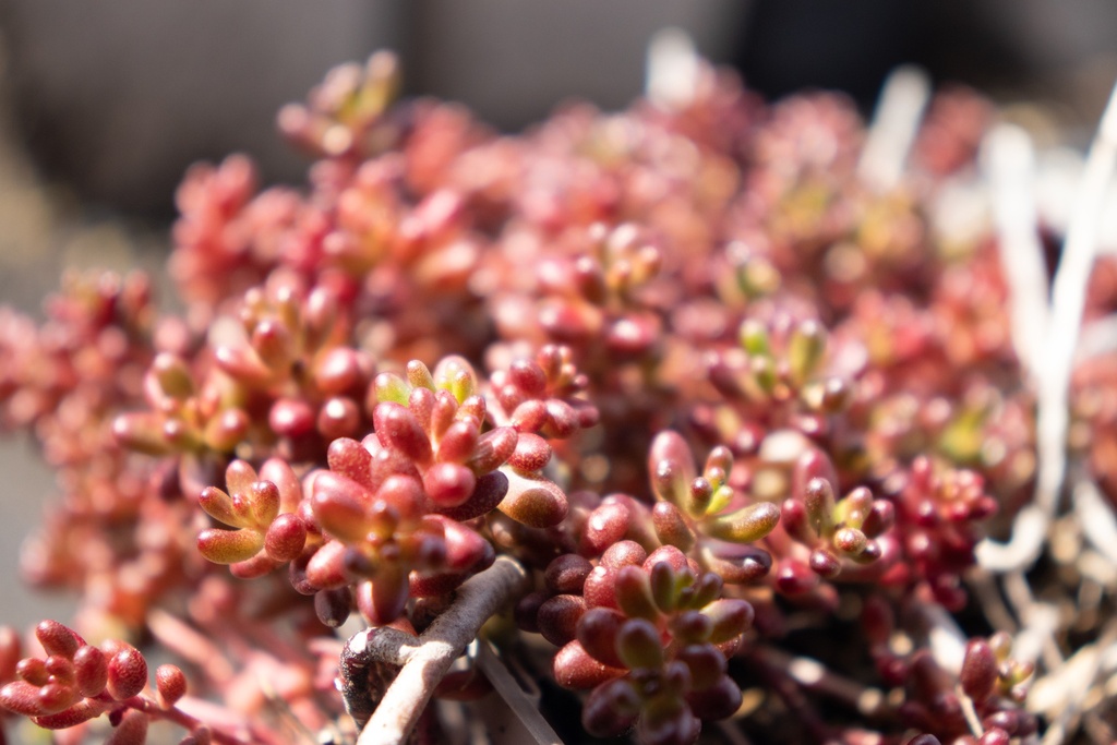 Sedum album 'Murale' (Bio)