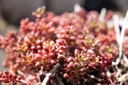 Sedum album 'Murale'