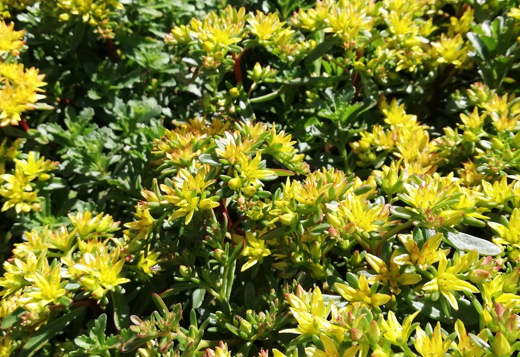Sedum floriferum 'Weihenstephaner Gold' (Bio)