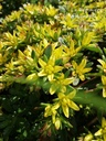 Sedum floriferum 'Weihenstephaner Gold'