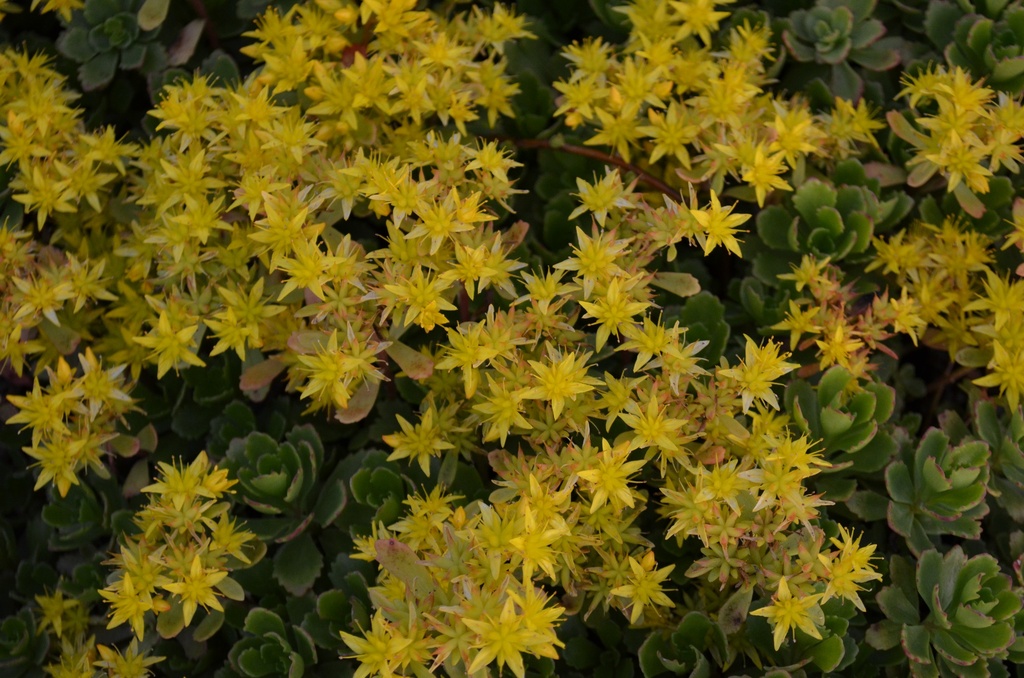 Sedum hybridum 'Immergrünchen' (Bio)
