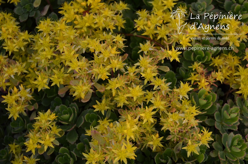 Sedum hybridum 'Immergrünchen'