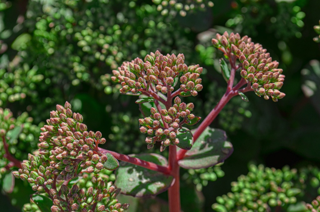 Sedum hybride 'Matrona'