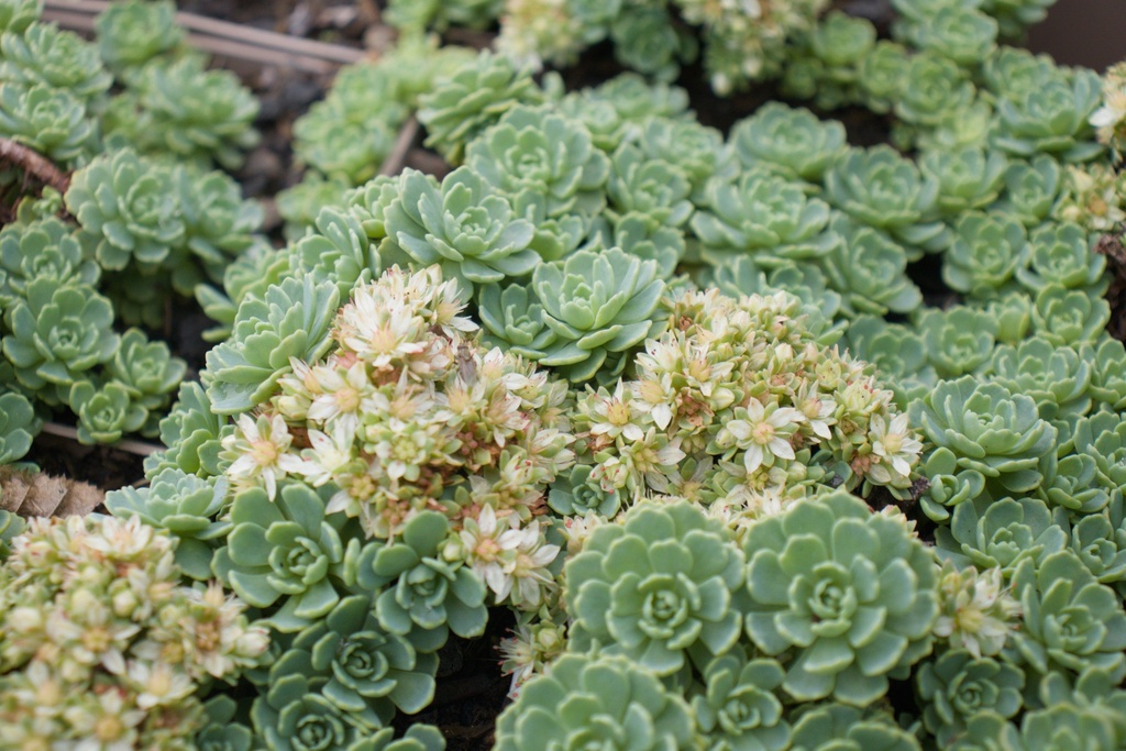 Sedum pachyclados