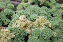 Sedum pachyclados