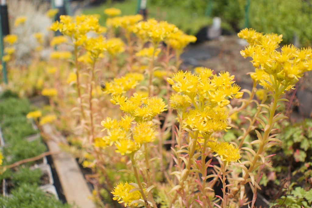 Sedum reflexum 'Angelina' (Bio)