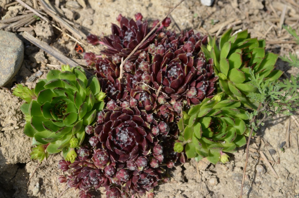 Sempervivum divers