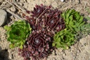 Sempervivum divers