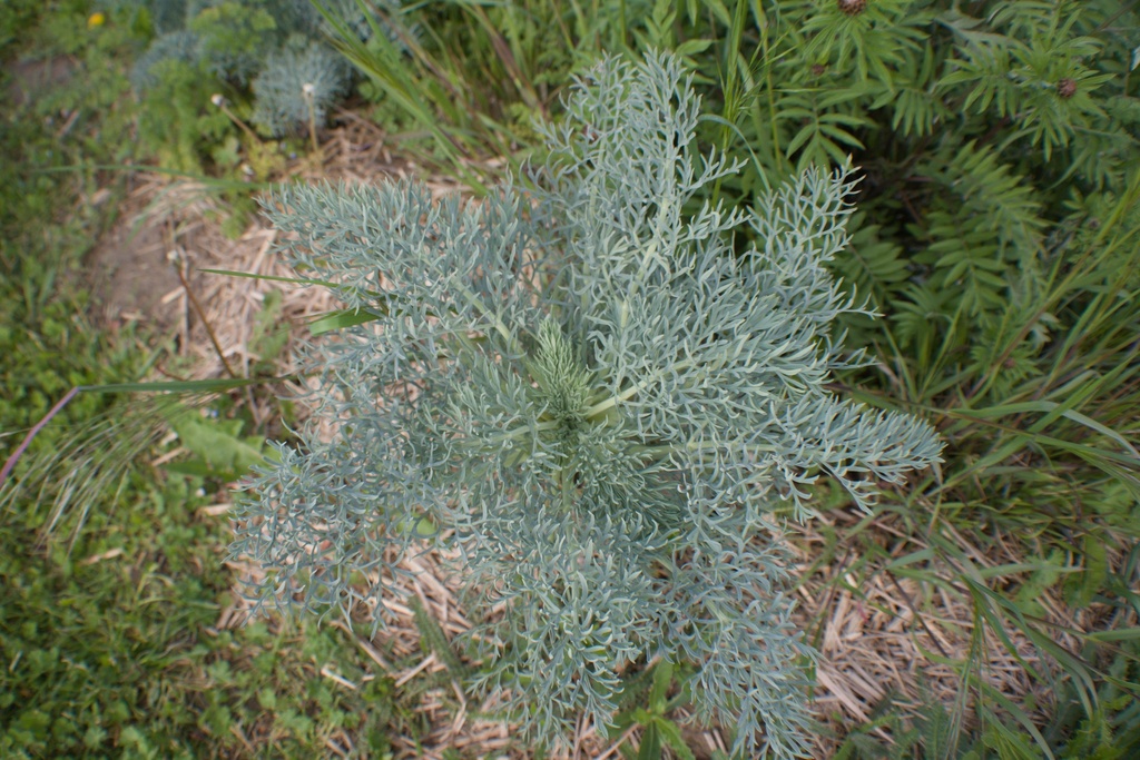Seseli gummiferum