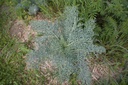Seseli gummiferum