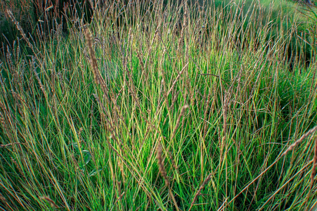 Sesleria autumnalis