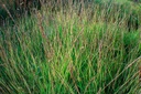 Sesleria autumnalis