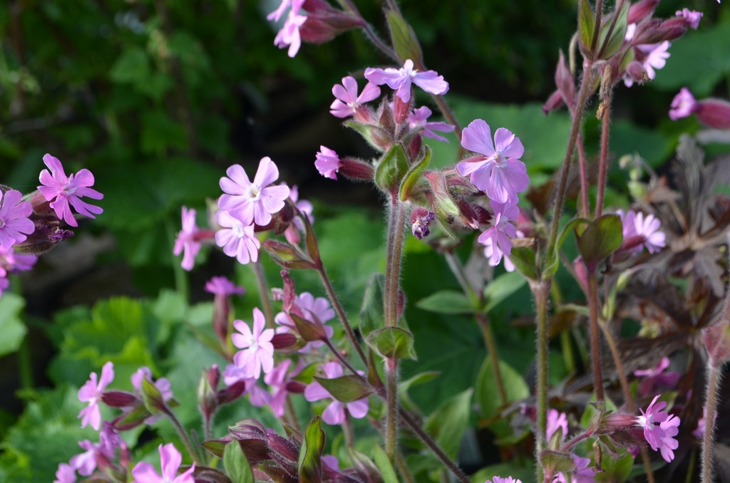 Silene dioica (Bio)