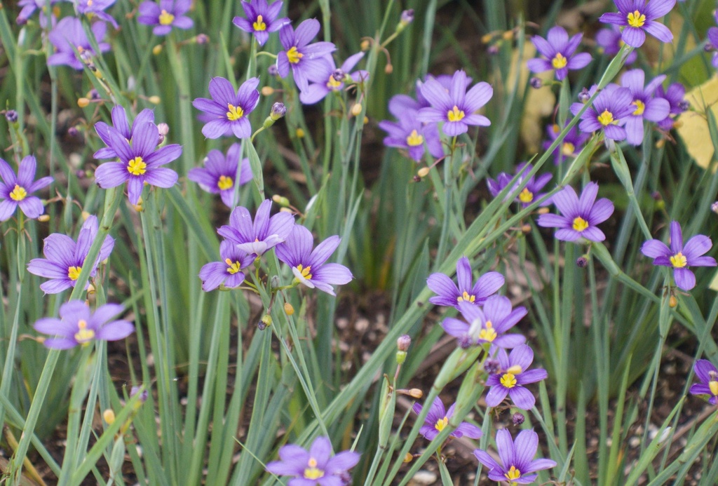 Sisyrinchium angustifolium 'Lucerne' (Bio, 0.5 Lt.)