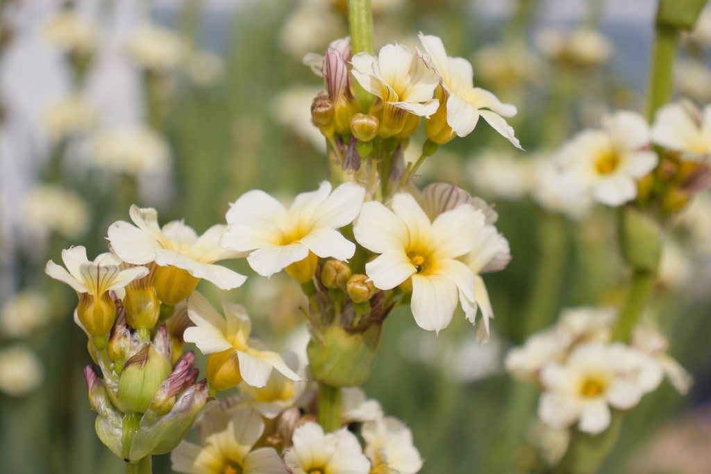 Sisyrinchium striatum (Bio)