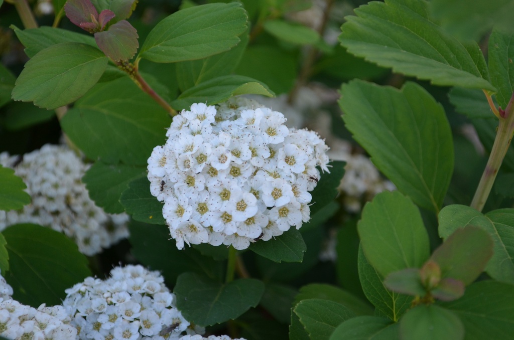 Spiraea betulifolia 'Tor' (Bio, 1 Lt.)