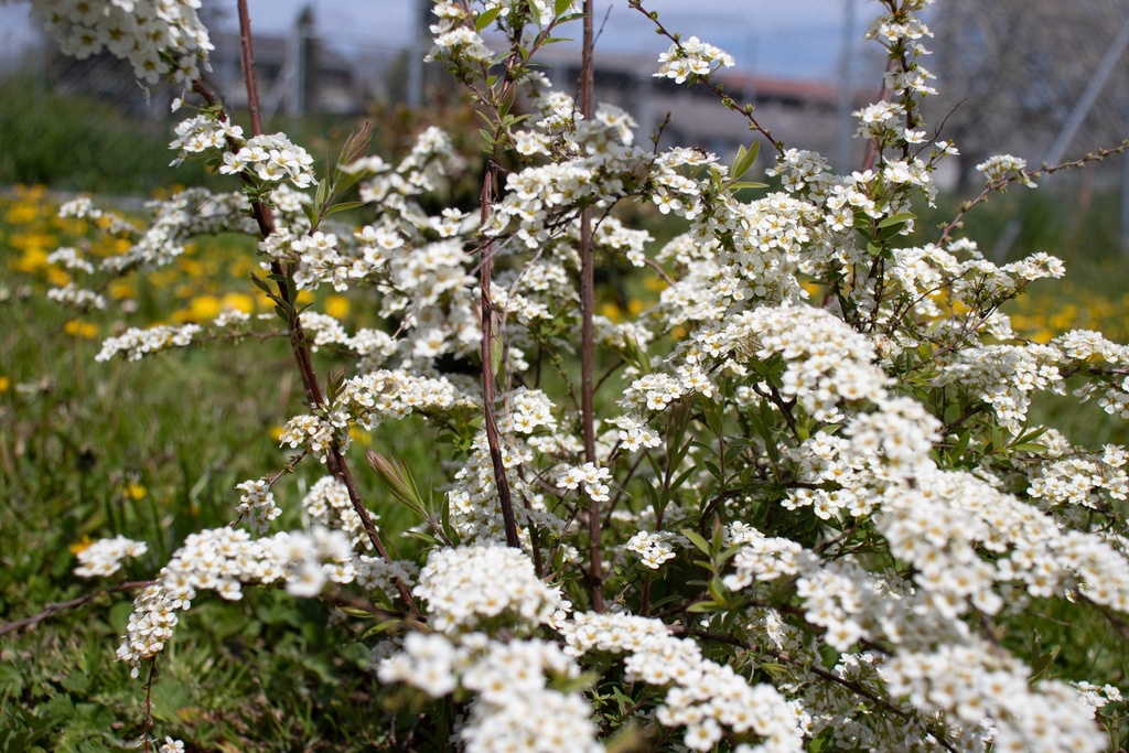 Spiraea cinerea 'Grefsheim'