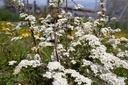 Spiraea cinerea 'Grefsheim'