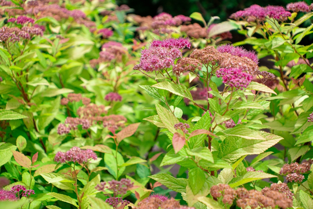 Spiraea japonica 'Goldflame'