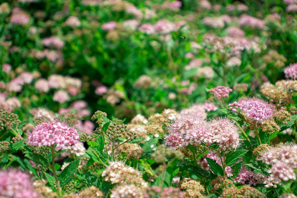 Spiraea japonica 'Little Princess' (Bio, 1L)