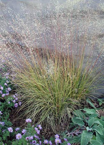 Sporobolus heterolepis (Bio)