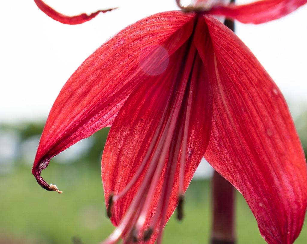 Sprekelia formosissima (Bio)