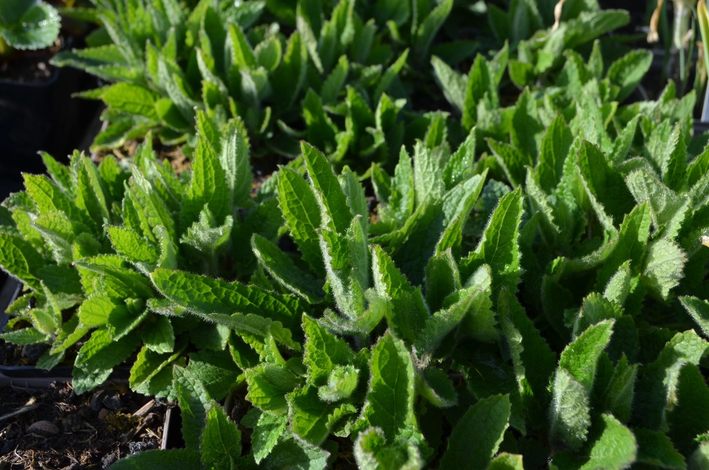 Stachys affinis