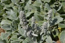 Stachys byzantina 'Silver Carpet'