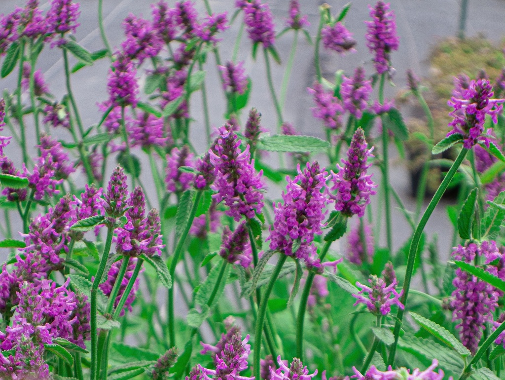 Stachys monnieri 'Hummelo' (Bio)