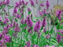 Stachys monnieri 'Hummelo'