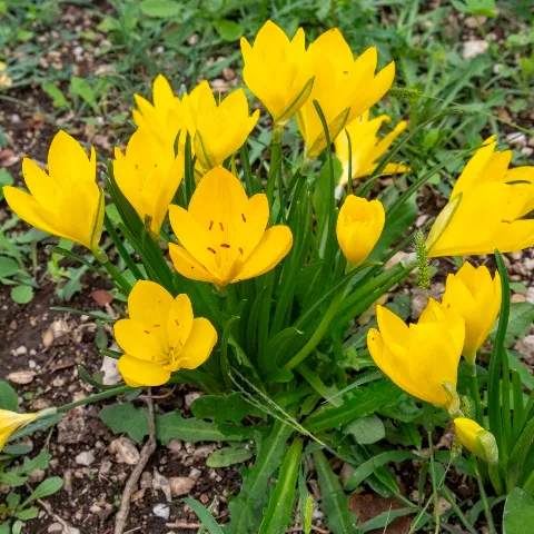 Sternbergia lutea (Bio, 0.5 Lt.)