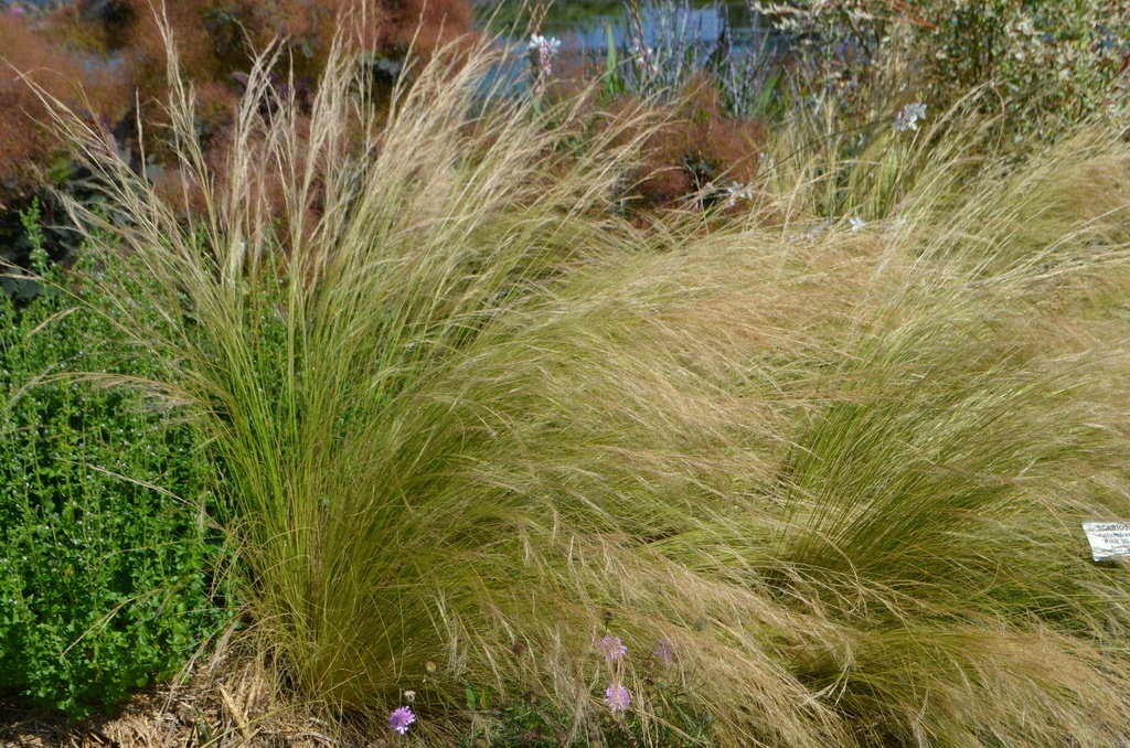 Stipa tenuissima
