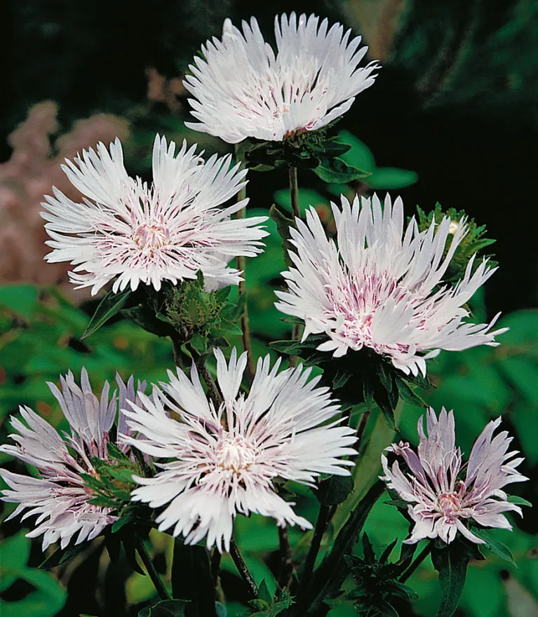 Stokesia laevis 'Träumerei' (Bio)