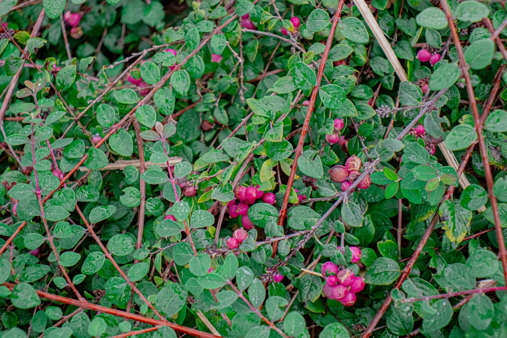 Symphoricarpos doorenbosii 'Mother of Pearl' (Bio, 1 Lt.)