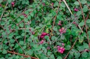 Symphoricarpos doorenbosii 'Mother of Pearl'