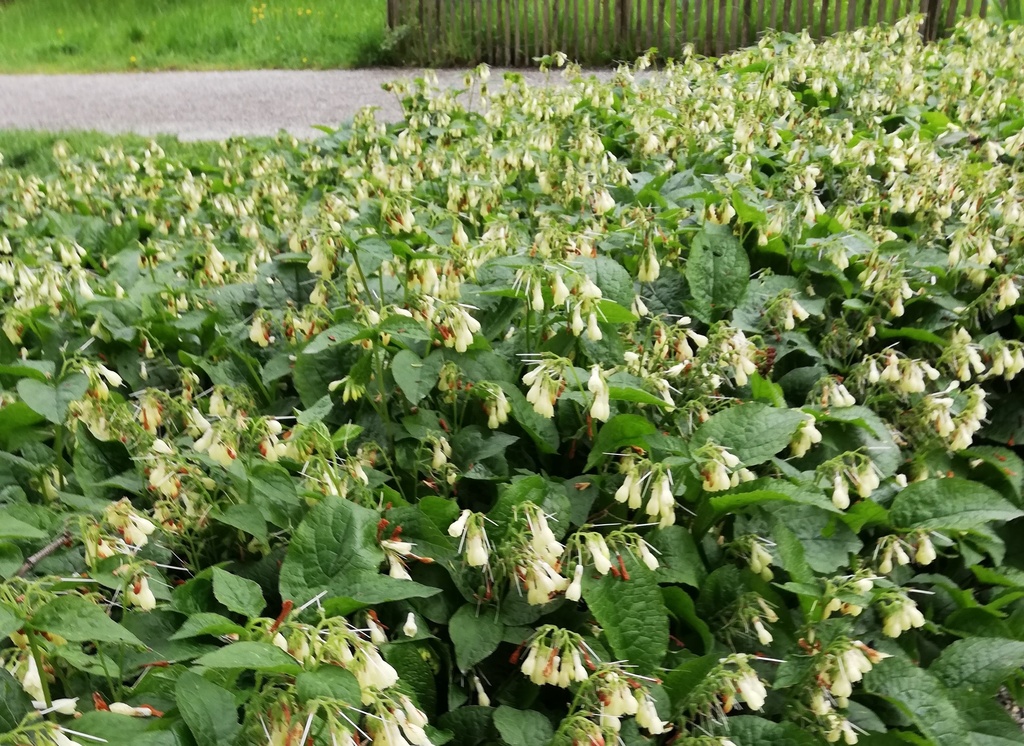 Symphytum grandiflorum