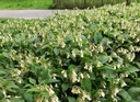 Symphytum grandiflorum