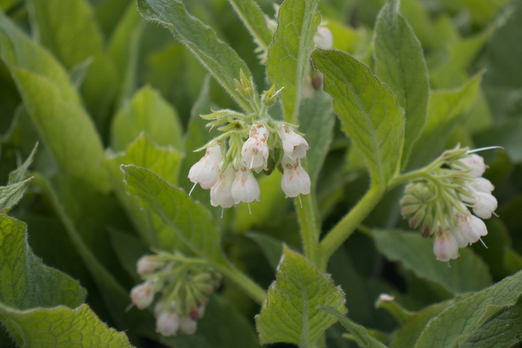 Symphytum officinale (Bio)